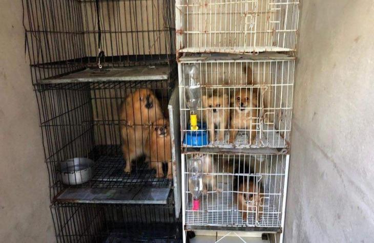 Cães da raça spitz alemão eram mantidos em gaiolas por falta de espaço em canil ilegal