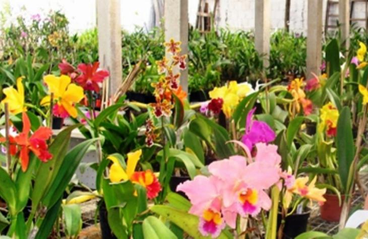 Expoflor terá 500 espécies de plantas, atrações e ação social em Marília