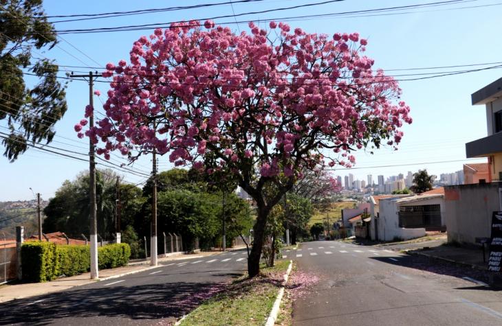 Florada dos ipês valoriza a paisagem urbana de Marília e encanta os moradores 