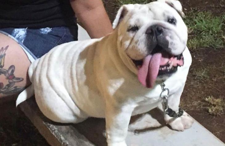 Mulher faz hora extra pra pagar cirurgia de cão que a tirou da depressão