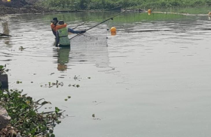Operação ambiental no Tietê afasta peixes da área de ponte em duplicação   