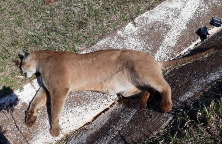 Onça-parda é localizada sem vida em Bauru