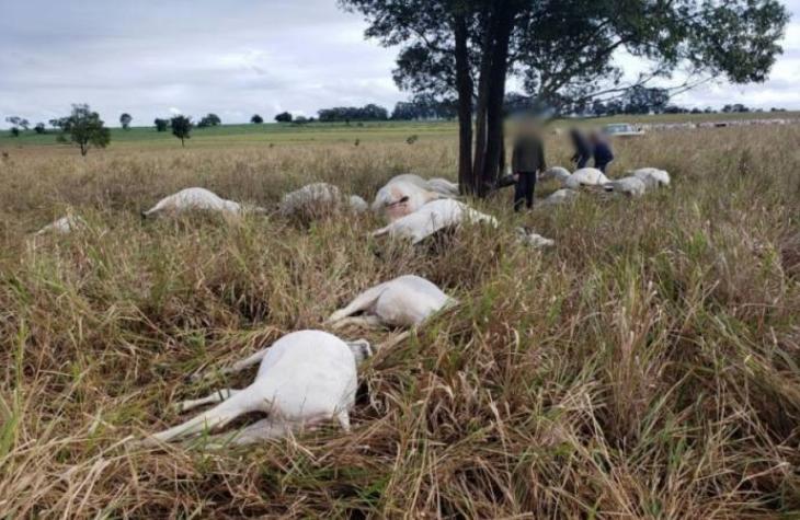 Vacas e bezerros são encontrados mortos em fazenda de Águas de Santa Bárbara