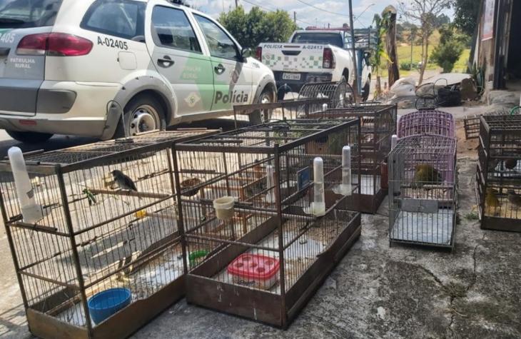 CRIME AMBIENTAL: PÁSSAROS SILVESTRES SÃO RESGATADOS EM MARÍLIA