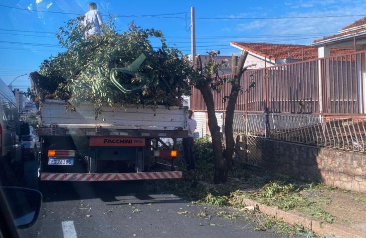 Moradores denunciam destruição de árvores em Marília