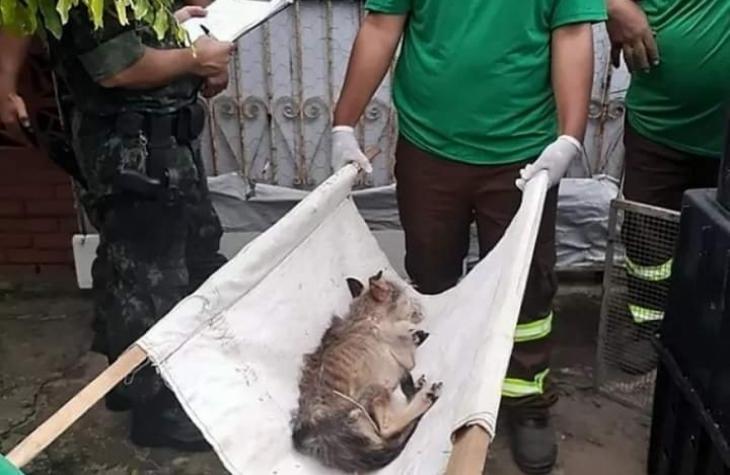 Maus tratos aos animais