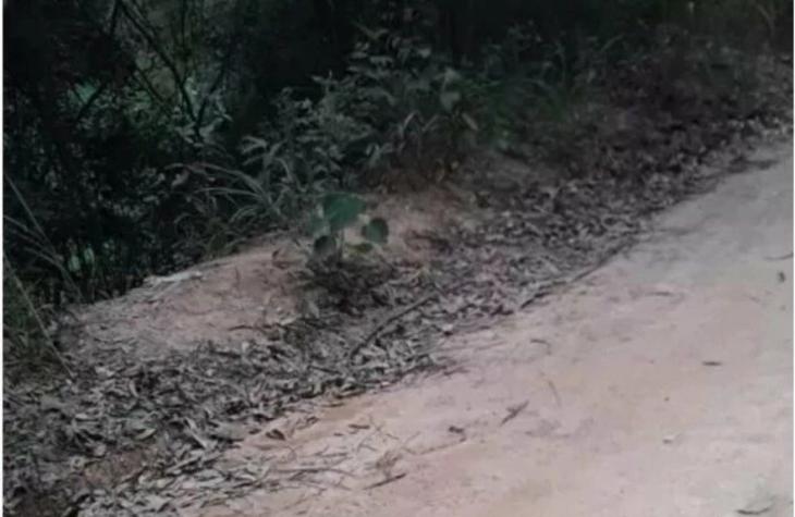 Cabeça é encontrada dentro de sacola em ponto de ônibus de SP