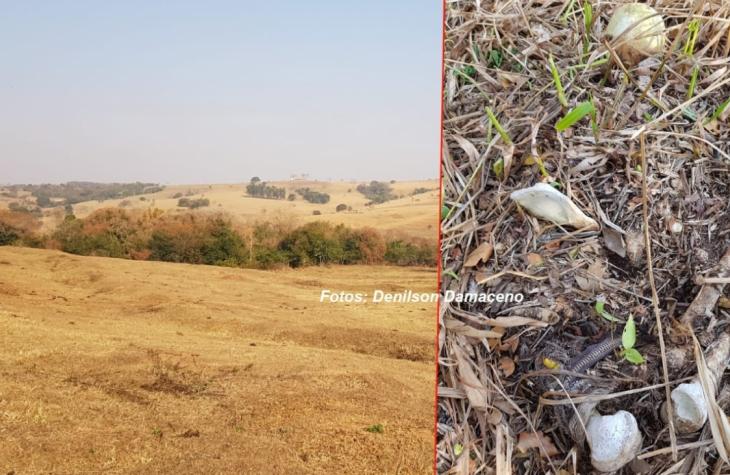 Ossada humana é encontrada nesta manhã em Ocauçu. Moradores suspeitam que vítima pode ter sido morta em outro local e o corpo jogado ali.