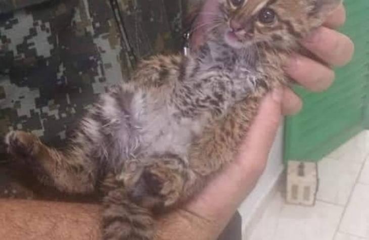 Filhote de jaguatirica é resgatado nos arredores da cidade de Promissão