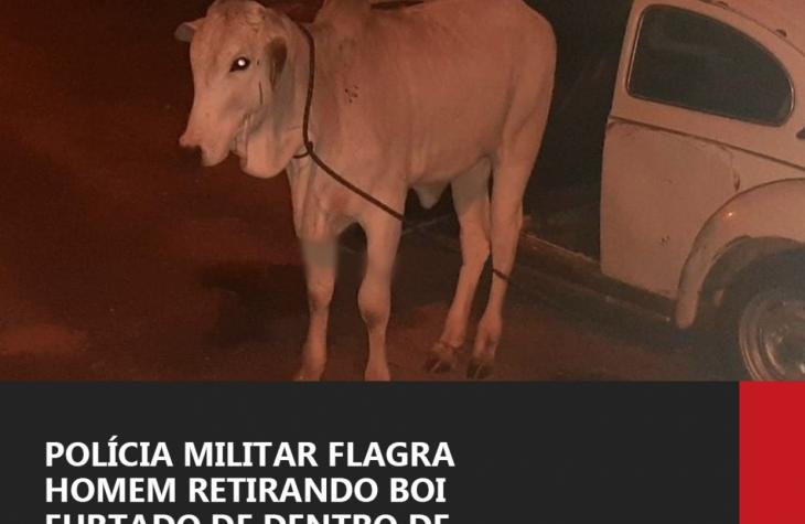 Polícia Militar flagra homem retirando boi furtado de dentro de fusca na Zona Sul de Marília
