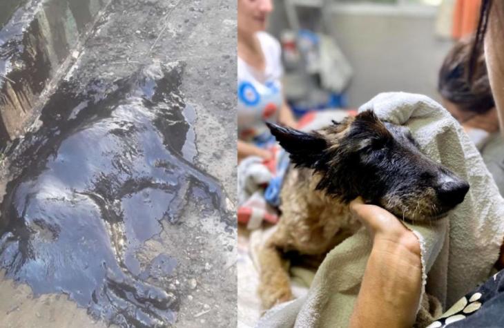 Cachorrinha salva do piche por voluntários está irreconhecível