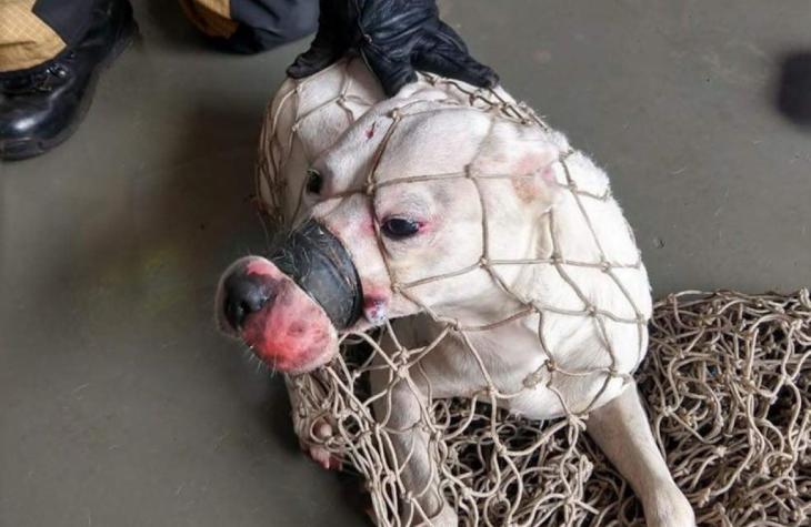 Pit bull é resgatada em rua com focinho e boca presos com fita isolante.