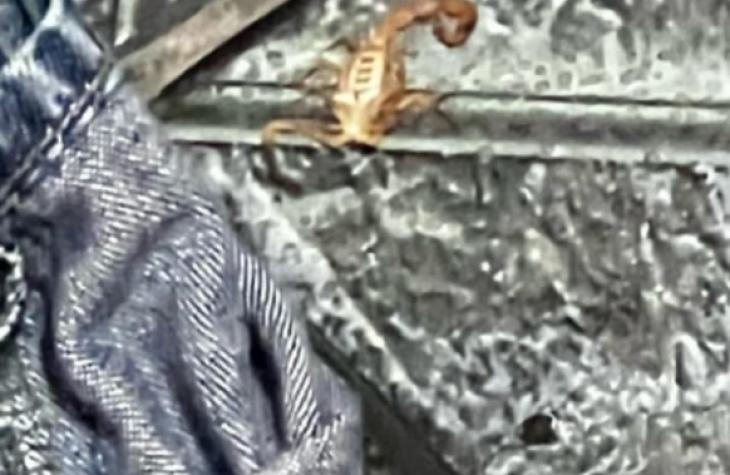 Infestação de escorpiões assusta moradores em Marília