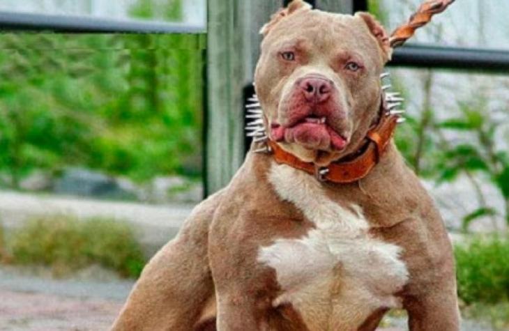 Pitbull mata criança de dois anos e deixa outra ferida
