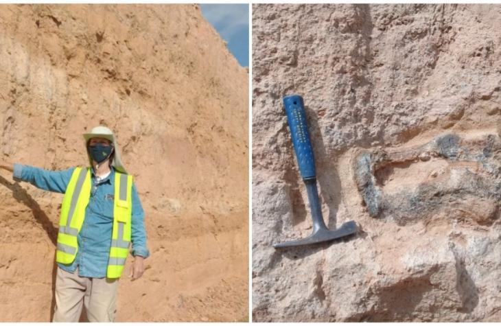 Fóssil em obra de rodovia indica nova descoberta de titanossauro em Marília