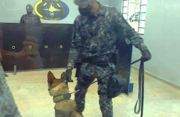 Treinamento de cães da PM dá novo rumo a drogas apreendidas em operação