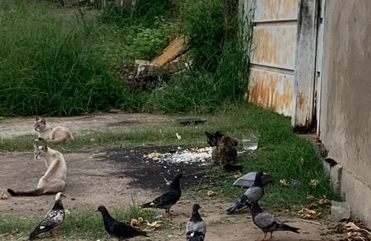 Moradores denunciam terreno abandonado com lixo e infestação de aranhas em Marília
