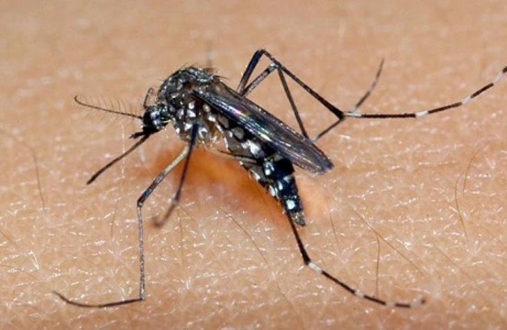 Casos de dengue aumenta e devem acompanhar o aumento da pandemia