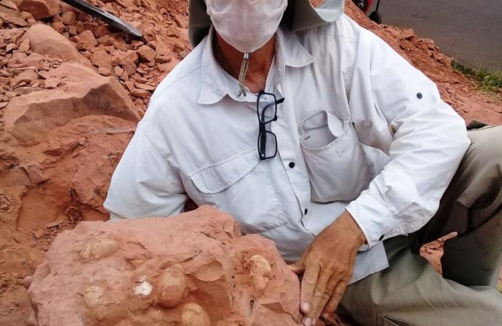 Dinossauros - Pesquisador de Marília acha fósseis de ninhada em Prudente