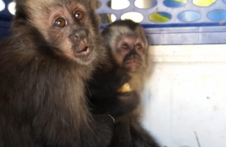 Casal é multado em R$14 mil por transportar ilegalmente dois macacos prego