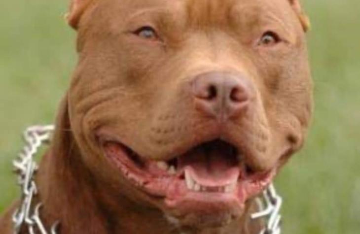 Estupro de menino de 10 anos, atribuído a Pit Bull, é investigado pela Polícia 