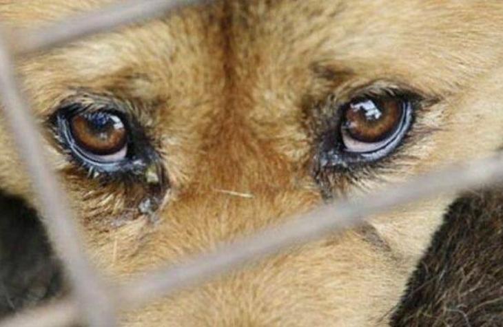 Idoso é alvo de queixa por jogar álcool nos olhos de cães
