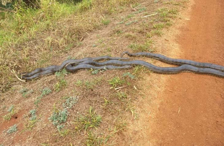 Perseguida pelos machos, sucuri cruza estrada em Ituverava (SP)