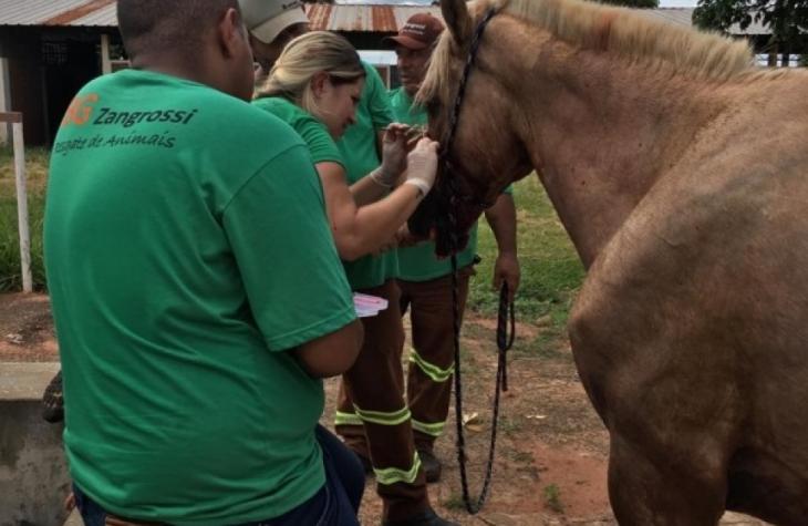 Protetores de animais visitam abrigo de empresa contratada pela prefeitura e aprovam instalações